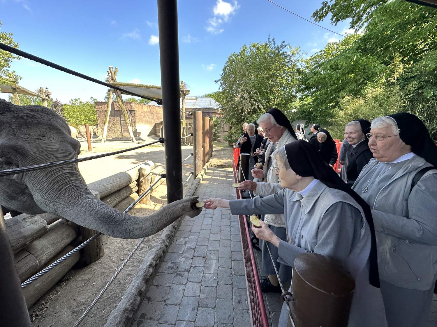 Tierfütterung zum Jubiläum Die Mauritzer Franziskanerinnen fütterten bei ihrem Jubiläumsausflug begeistert die Elefanten-Damen Ratna und Corny mit Äpfeln.